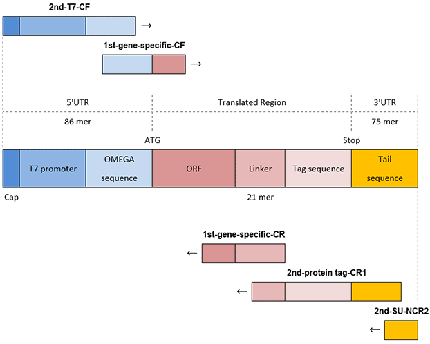 pcr-c-terminal-tag