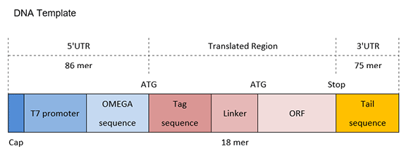 structure-of-n-terminal-tag