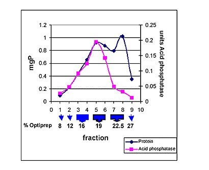 An example of seperation of lysomes from rat liver on an optiprep gradient: 8 mg protein of the CLF were brought to 19% Optirep concentration and then placed on a 5 mi step gradient. The blue arrows show the approximate position of the Optirep gradient.