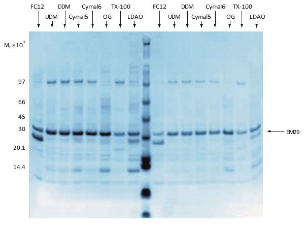 Analysis by SDS-PAGE and Coomassie Blue staining of a combined expression screening and preliminary solubilization screening Analysis by SDS-PAGE and Coomassie Blue staining of a combined expression screening and preliminary solubilization screening