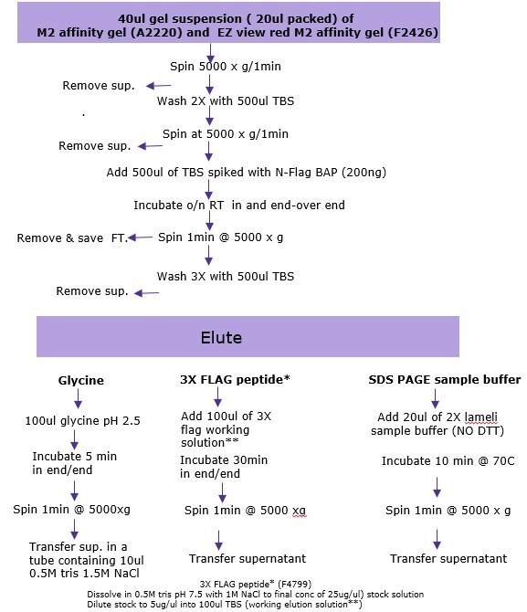 Summary of the options used for Immunoprecipitation in batch mode for low abundance proteins Immunoprecipitation-Summary
