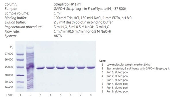 Repeated purification and regeneration on the same StrepTrap™ HP column. SDS-PAGE analysis (reducing conditions, Coomassie stained) of eluted pools from six purification runs on the same StrepTrap™ HP column including regeneration with 0.5 M NaOH between each run. Repeated purification and regeneration on the same StrepTrap™ HP column.