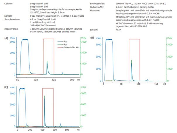 Scaling up the purification of (His)6-mCherry-Strep-tag II, (A) StrepTrap™ HP 1 mL, (B) StrepTrap™ HP 5 mL, (C) StrepTactin Sepharose High Performance XK 26/20 with 5.5 mL bed height, 29 mL. Scaling up the purification