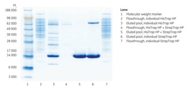 SDS-PAGE analysis (reducing conditions) comparing individual purifications on HisTrap™ HP 1 mL and StrepTrap™ HP 1 mL with a combined, two-step affinity purification on both columns. Data kindly provided by Martina Nilsson, Robert Svensson, and Erik Holmgren, Biovitrum, Stockholm, Sweden. SDS-PAGE analysis