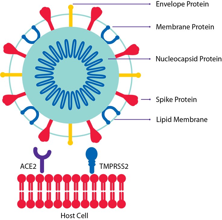 Host cell and SARS-CoV-2 viral Host cell and SARS-CoV-2 viral envelope (E), membrane (M), nucleocapsid (N), and spike (S) proteins.