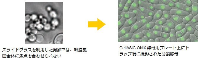 スライドグラスを利用した撮影では、細胞集団全体に焦点を合わせられない → CellASIC ONIX 酵母用プレート上にトラップ後に撮影された分裂酵母