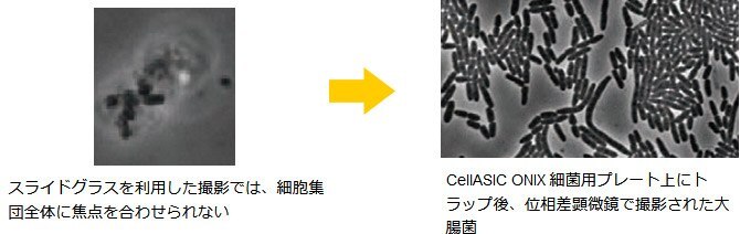 スライドグラスを利用した撮影では、細胞集団全体に焦点を合わせられない → CellASIC ONIX 細菌用プレート上にトラップ後、位相差顕微鏡で撮影された大腸菌