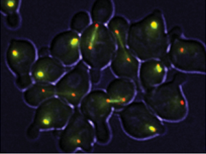 酵母の単一細胞応答解析 酵母の単一細胞応答解析