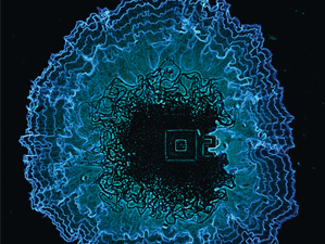 バクテリアのバイオフィルム解析 バクテリアのバイオフィルム解析