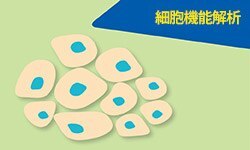 細胞機能解析