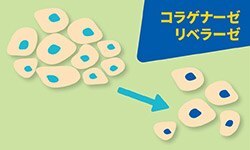 コラゲナーゼ / リベラーゼ