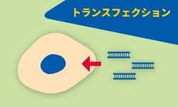 トランスフェクション