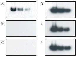 低pHによるストリッピング 低pHによるストリッピング