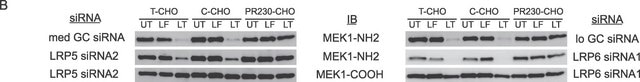 Anti-MEK1 Antibody Upstate®, from rabbit