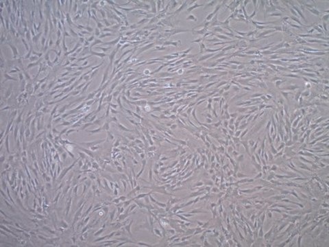 Fetal Bovine Serum US Origin, Mesenchymal Stem Cell Qualified FBS, sterile-filtered, suitable for stem cell culture