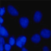 bisBenzimide H 33342 trihydrochloride ≥98% (HPLC and TLC)