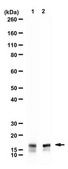 Anti-alpha-Synuclein from rabbit, purified by affinity chromatography