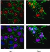 Anti-Ki-67 Antibody Chemicon®, from rabbit