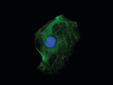 Monoclonal Anti-Cytokeratin, pan (Mixture) antibody produced in mouse clone C-11+PCK-26+CY-90+KS-1A3+M20+A53-B/A2, ascites fluid