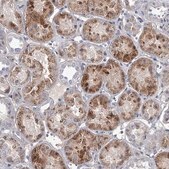 Anti-DAO antibody produced in rabbit Prestige Antibodies® Powered by Atlas Antibodies, affinity isolated antibody, buffered aqueous glycerol solution
