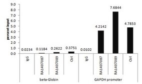 Anti-acetyl-Histone H3 (Lys9) Antibody Upstate®, from rabbit