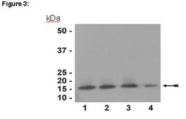 ChIPAb+ Histone H3 (CT) - ChIP Validated Antibody and Primer Set serum, from rabbit