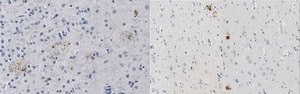 Anti-APP Antibody, clone 1D1 clone 1D1, from rat