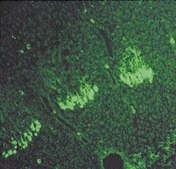 Anti-Neural Cell Adhesion Molecule Antibody Chemicon®, from rabbit