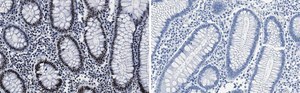Anti-ARID1A Antibody, clone 1C3 ZooMAb® Rabbit Monoclonal recombinant, expressed in HEK 293 cells