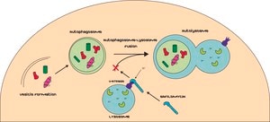Bafilomycin A1 from Streptomyces griseus ≥90% (HPLC)