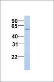 Anti-RUVBL1 antibody produced in rabbit affinity isolated antibody