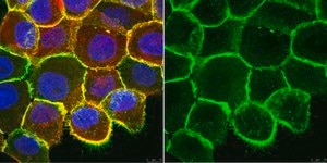 Anti-Integrin Beta1, clone AIIB2 (Azide Free) Antibody clone AIIB2, 1 mg/mL, from rat