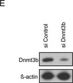 Monoclonal Anti-β-Actin antibody produced in mouse clone AC-74, purified immunoglobulin, buffered aqueous solution
