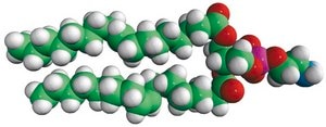 18：1（Δ9-Cis） PE (DOPE) Avanti Research™ - A Croda Brand