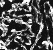 Anti-Integrin &#945;5 Antibody, CT, Intracellular serum, Chemicon&#174;