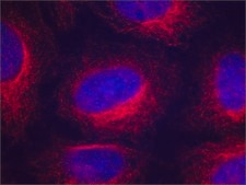 Anti-α-Tubulin antibody, Mouse monoclonal clone AA13, purified from hybridoma cell culture