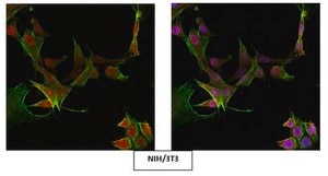 Anti-ATM Antibody Upstate®, from rabbit