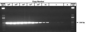 Transcriptor One-Step RT-PCR Kit sufficient for 50 reactions, sufficient for 150 reactions, suitable for RT-qPCR, suitable for RT-PCR, hotstart