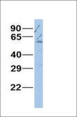 Anti-GATA3 antibody produced in rabbit affinity isolated antibody