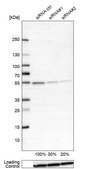 Anti-ATP5B antibody produced in rabbit Ab1, Prestige Antibodies® Powered by Atlas Antibodies, affinity isolated antibody, buffered aqueous glycerol solution
