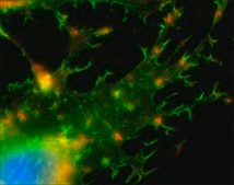 bisBenzimide H 33342 trihydrochloride suitable for fluorescence, ≥97.0% (HPLC)