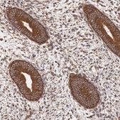 Anti-STX17 antibody produced in rabbit Prestige Antibodies® Powered by Atlas Antibodies, affinity isolated antibody, buffered aqueous glycerol solution