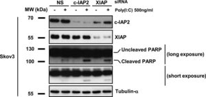 Monoclonal Anti-α-Tubulin antibody produced in mouse clone B-5-1-2, ascites fluid