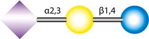 3′-Sialyllactose from bovine milk or colostrum, ≥95% (HPLC)