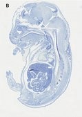 Anti-SOX-9 Antibody, clone 2B10, ZooMAb® Rabbit Monoclonal recombinant, expressed in HEK 293 cells