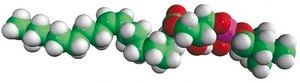 18:1 Lyso PC 1-oleoyl-2-hydroxy-sn-glycero-3-phosphocholine, chloroform