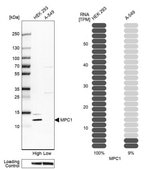 Anti-MPC1 antibody produced in rabbit Prestige Antibodies® Powered by Atlas Antibodies, affinity isolated antibody, buffered aqueous glycerol solution