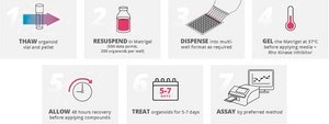 3dGRO® Human CRC Organoids (ISO50)