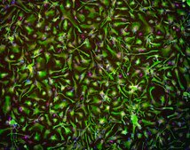 Human Spinal Astrocytes Human iPSC line, Fully differentiated, Healthy Male Control (no known neurological disorders), Cryopreserved