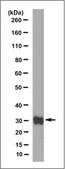 Anti-Kallikrein-1/KLK1 Antibody, clone 11C7.1 clone 11C7.1, from mouse